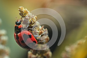 Ladybug with red stripes, black, walking on leaves, beautiful morning