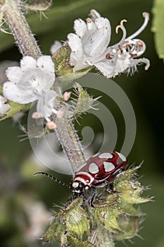 Ladybug red and white on the leaf of basil extreme close up