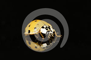 Ladybug with reflection isolated on black
