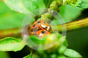 Ladybug reproduce on green leaves