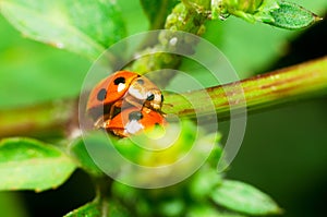 Ladybug reproduce on green leaves