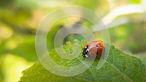 Ladybug resting on green leaf