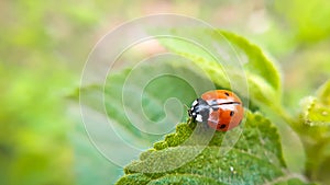 Ladybug resting on green leaf