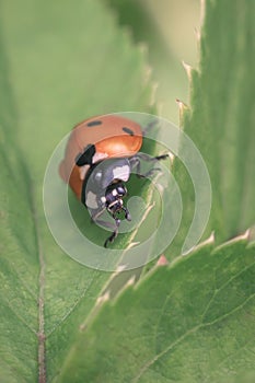 Ladybug resting on the green leaf, macro photography.