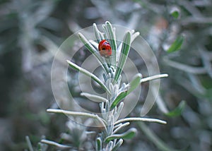 Ladybug resting on Lavendar leaves on cold day