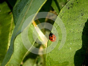 Ladybug resting in the sun