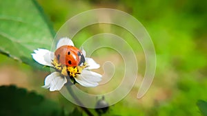 Ladybug  resting on white  flower