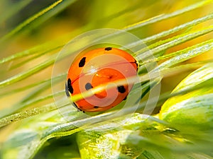 Ladybug running along on stalk of green grass