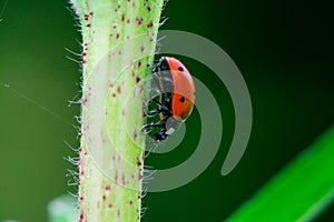 Ladybug runs down the stem of a plant, Coccinellidae, Arthropoda, Coleoptera, Cucujiformia, Polyphaga