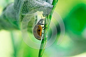 Ladybug runs up through the top of a leaf, Coccinellidae, Arthropoda, Coleoptera, Cucujiformia, Polyphaga