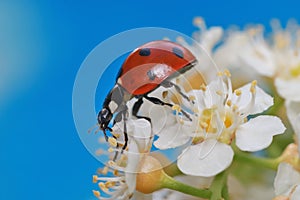 The ladybug runs through a white bird cherry blossoms and carefully examines each flower.
