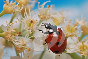 The ladybug runs through a white bird cherry blossoms and carefully examines each flower.