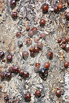 Ladybug and scale insects