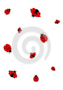 Ladybug seamless pattern, on white background  T - vector