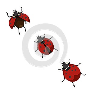 A ladybug shows the way of taking off on isolated white background, vector illustration for Nature or Insects topic that can be