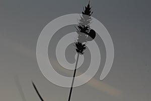 Ladybug silhouette in the grass