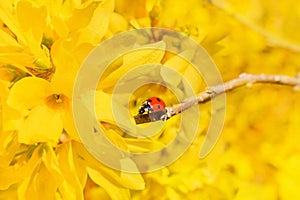 Ladybug sits on a branch of forsythia shrub.  Find your way in 2021, way to success, don`t give up concept.