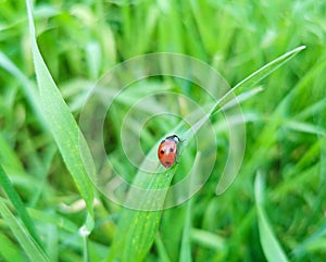 Ladybug sits on grass