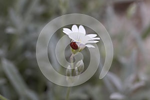 Ladybug sits under white flower. Close up of red ladybug with black points.