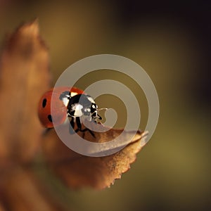 Ladybug sitting on an autumn leaf on a dark background