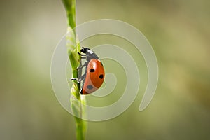 Ladybug sitting on a blade of grass on a flower meadow in summer, Germany