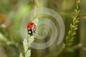 Ladybug sitting on a blade of grass on a flower meadow in summer, Germany