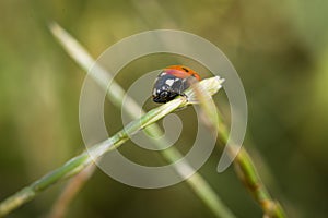 Ladybug sitting on a blade of grass on a flower meadow in summer, Germany
