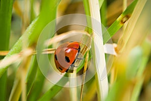 Ladybug sitting on a blade of grass on a flower meadow in summer, Germany