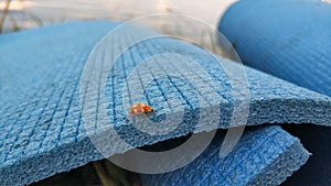 Ladybug sitting on a blue picnic rug closeup