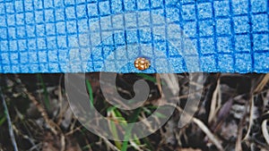 Ladybug sitting on a blue picnic rug closeup