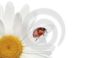 Ladybug is sitting on camomile Isolated