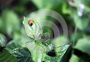 Ladybug sitting on a flower leaf warm spring day on a leaf insect beetle