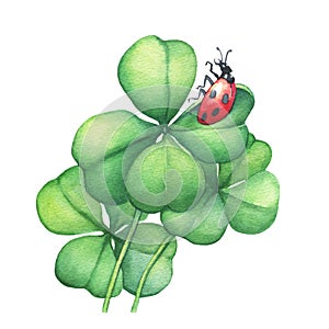 Ladybug sitting on a green four leaf clover.