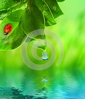 Ladybug sitting on green grass