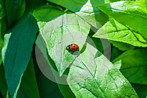Ladybug sitting on a green grass