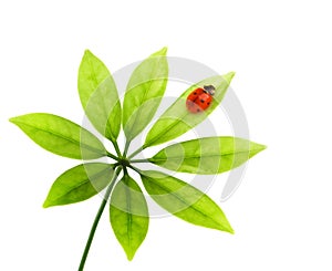 Ladybug sitting on a green leaf