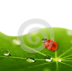 Ladybug sitting on a green leaf