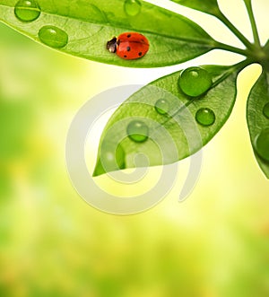 Ladybug sitting on a green leaf.