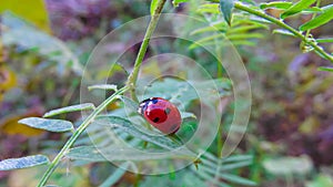 A ladybug is sitting on a green leaf
