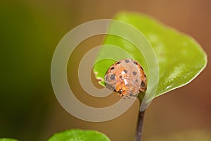 Ladybug sitting on a green leaf