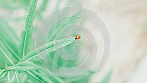 Ladybug sitting on green leaf on a pastel background. Toned, panorama, copy space