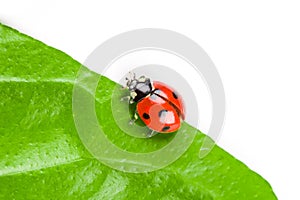 Ladybug sitting on a green leaf