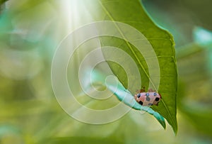 Ladybug sitting on green leaf on a sunny spring or summer day, clean environment eco banner background