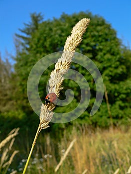 Ladybug sitting on high grass photo
