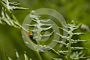 Ladybug sitting on leaf with green background