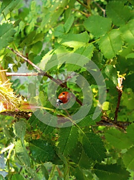 Ladybug sitting on a leaf