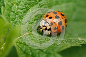 Ladybug sitting on leaf warm spring day on a leaf insect beetle