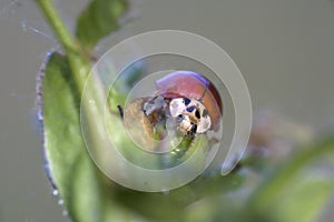Ladybug sitting on a plant