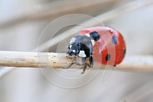 Ladybug sitting on the plant. Coccinella septempunctata