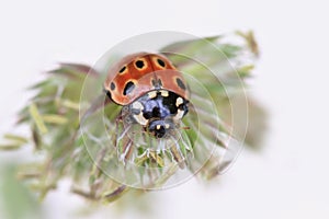 Ladybug sitting on the plant. eyed ladybug. Anatis ocellata. photo